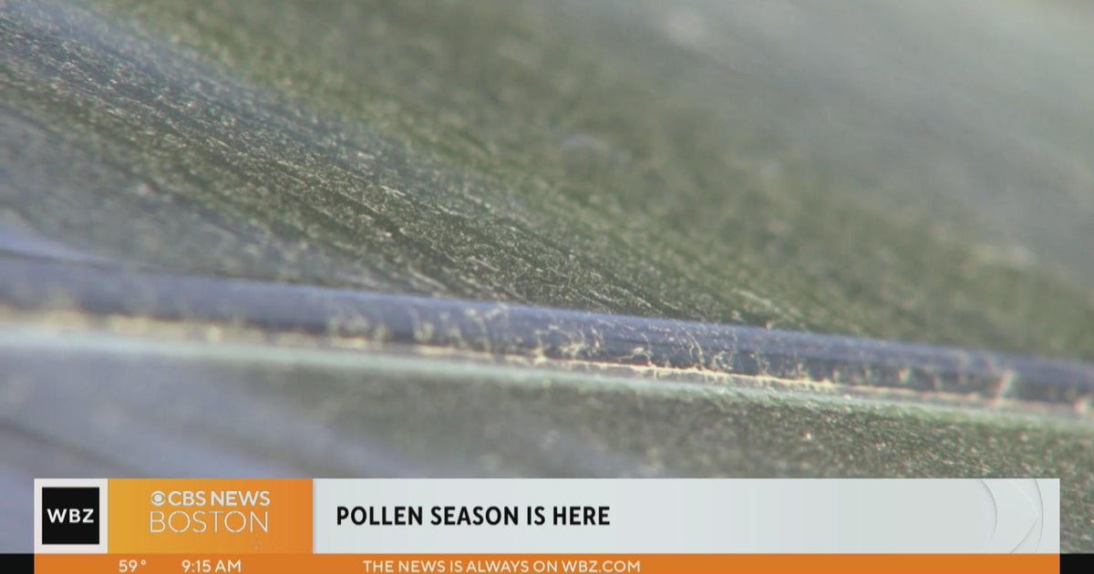 Pollen is back, but why does it seem so bad this year? CBS Boston