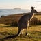 Shooting kangaroos urged by some Australians as animal boom looms