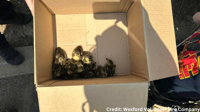 wexford-duckling-rescue.png 