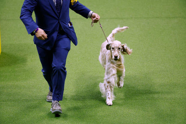 147th Annual Westminster Kennel Club Dog Show Presented by Purina Pro Plan 