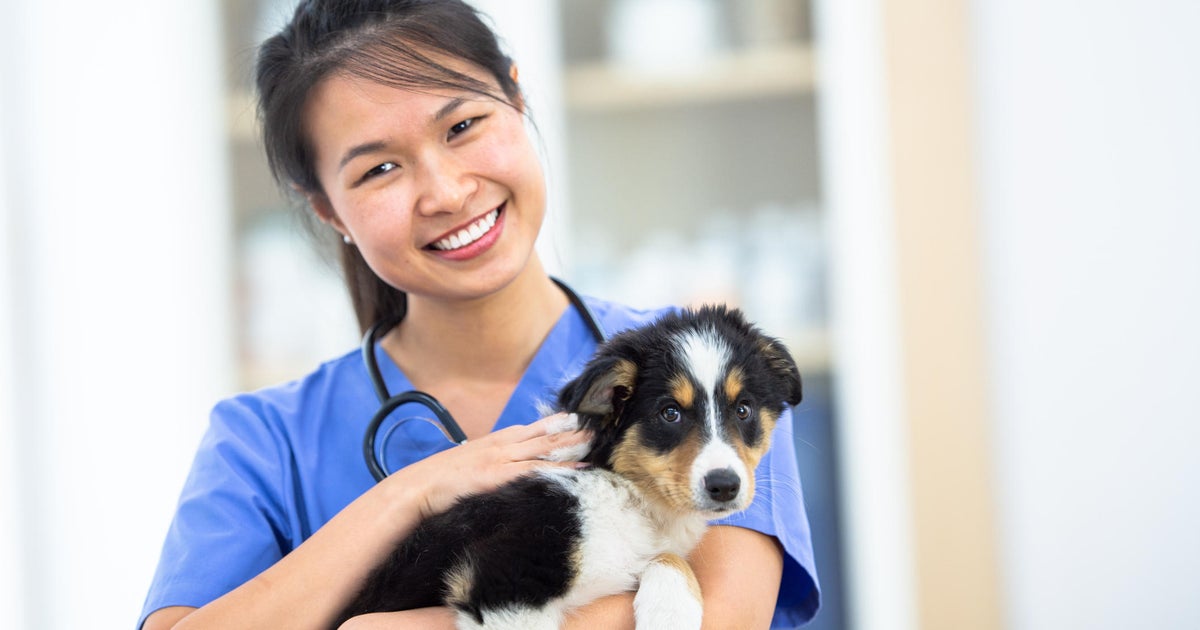 should you get pet insurance for your dog