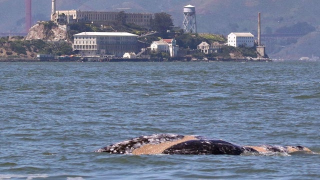dead-gray-whale-marine-mammal-center-photo.jpg