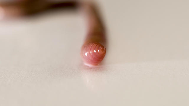 Earthworm on white background showing the head of the worm. 