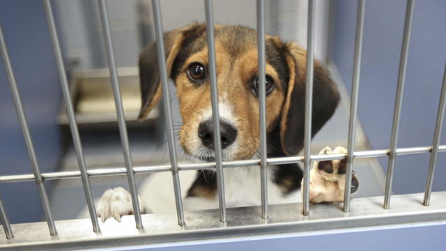 Puppy looks through bars of cage at Long Island animal shelter 