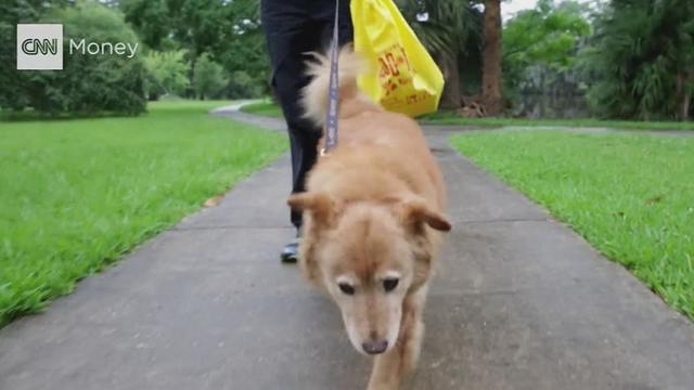 Dog walks could lead humans to the emergency room 
