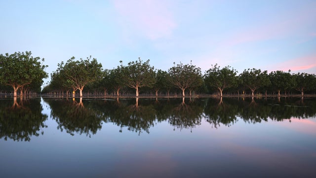 California's Central Valley flooding Tulare Lake pistachio trees