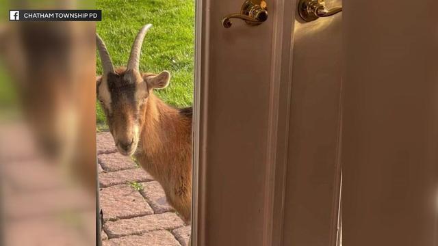 A goat peers in the front door of a home. 