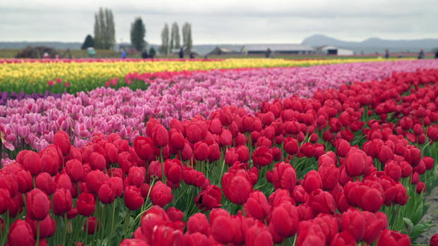 tulips-a1.jpg 