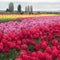 tulips-a-1280.jpg 