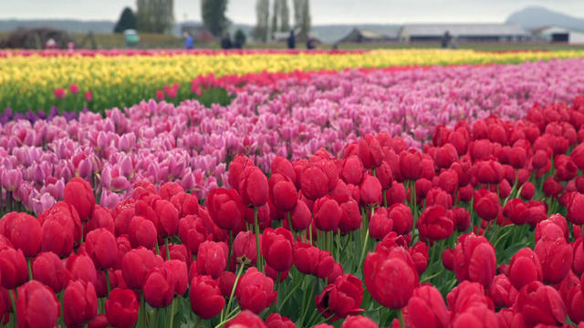 tulips-a-1280.jpg 