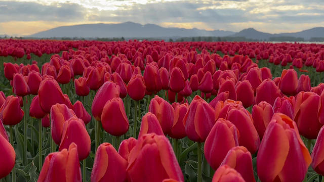 tulips-1967261-640x360.jpg 