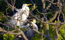 Extended Nature Video: Egrets and chicks 