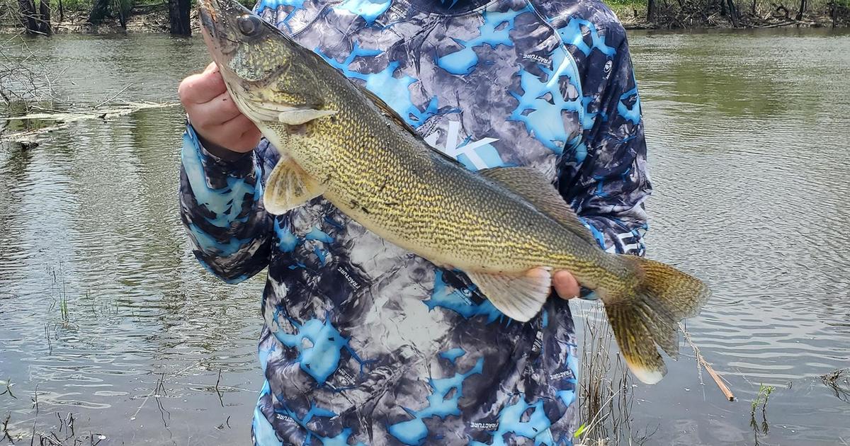 WCCO  CBS News Minnesota on X: FISHING OPENER WEEKEND 🐟 Ron Hustvedt  caught this 27-inch walleye on the Gull Lake near Nisswa. Send us your  fishing opener photos:   /
