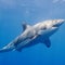 Tourist dies after losing her leg in shark attack off Canary Islands
