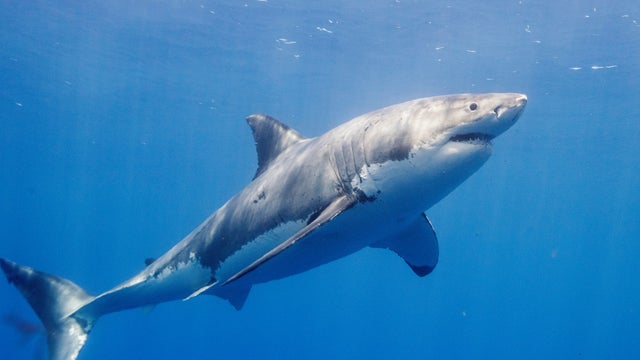 Tourist dies after losing her leg in shark attack while sailing off Canary Islands