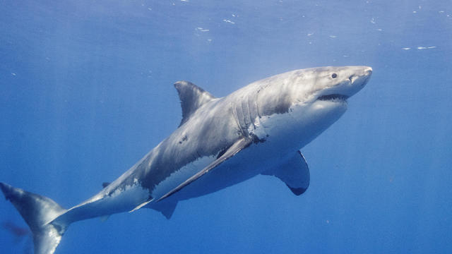 Diving with Great White Sharks in Mexico 
