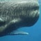Cecilia Vega describes what it was like snorkeling with sperm whales