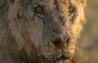 Kenya Lions Killed 