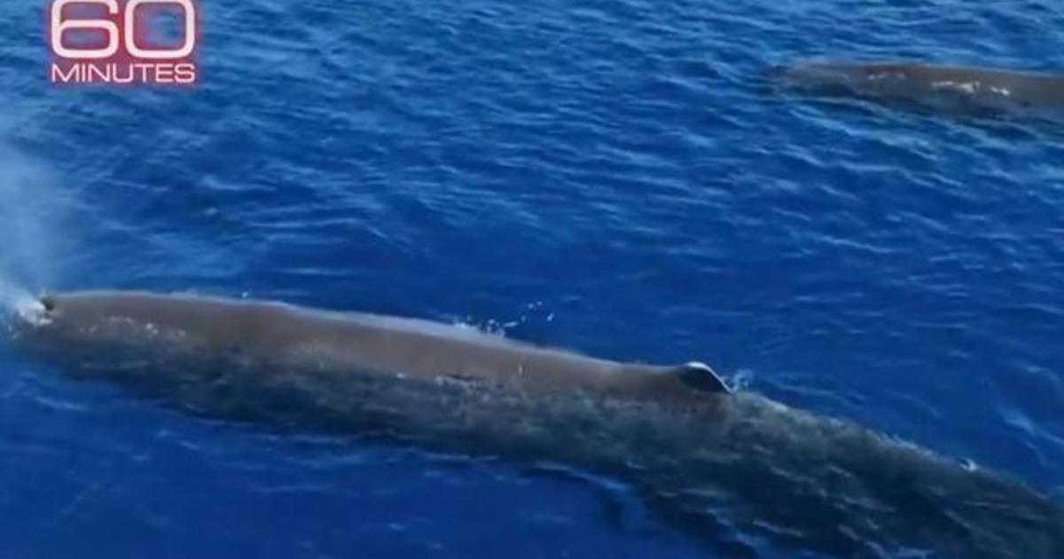 52 Whales Die After Mass Stranding in Western Australia - The New York Times