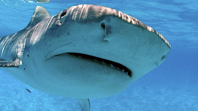 Tiger sharks are found around the northwestern islands of Hawaii. 