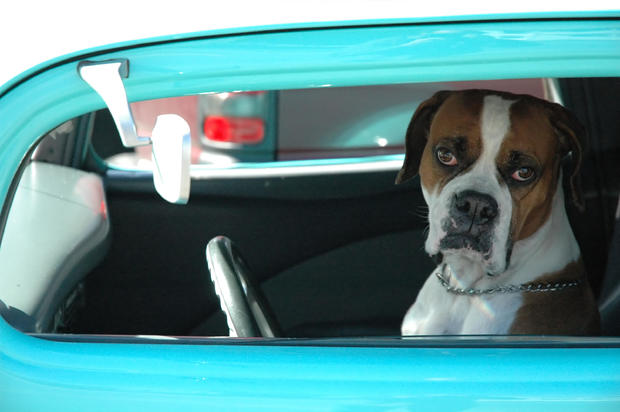 Loveable Dog Driving Car 