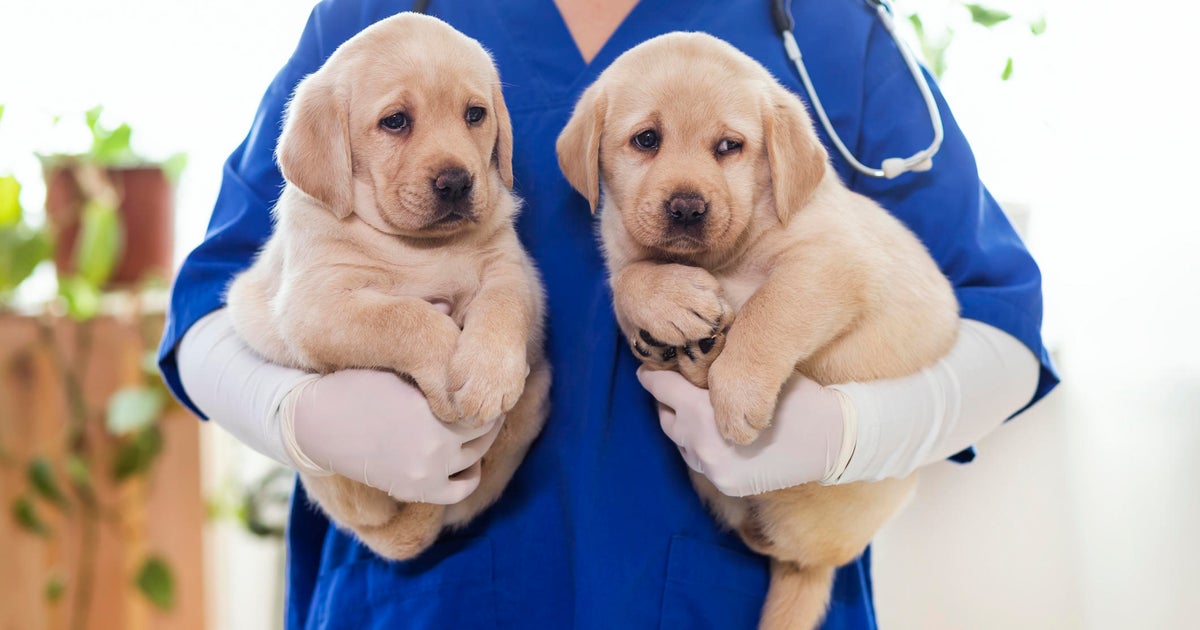 How to get the best pet insurance for your dog CBS News
