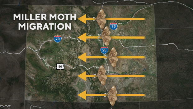 miller-moth-migration-map-votg-6pm-frame-900.jpg 
