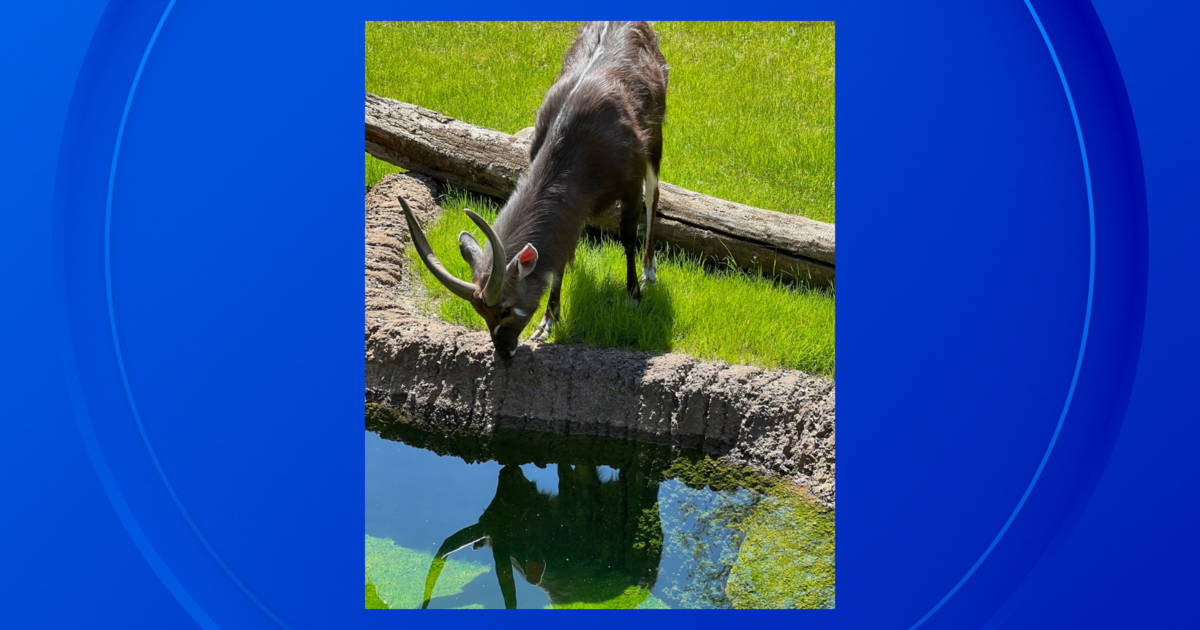 Antelope killed by pygmy hippo at Grand Rapids zoo - CBS Detroit