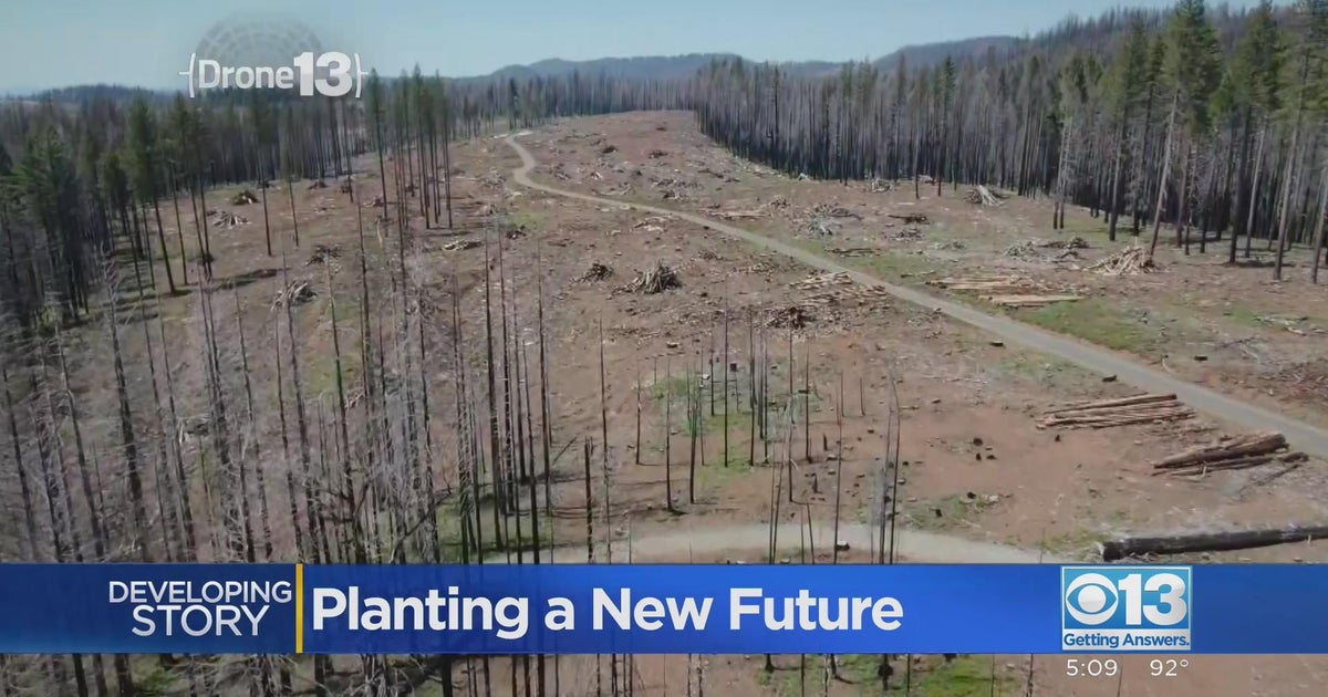 Rebuilding from Caldor Fire continues in communities and Eldorado National Forest