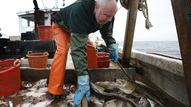 Haddock Overfishing 
