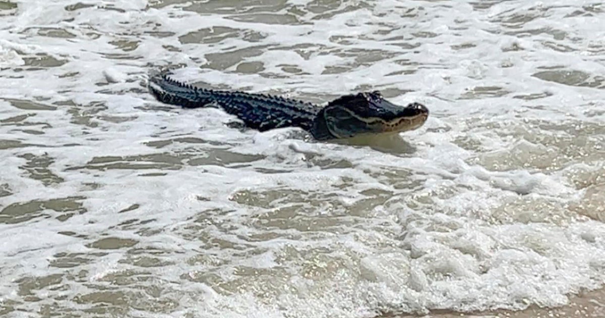 Alligator catches some waves at Alabama beach, video shows