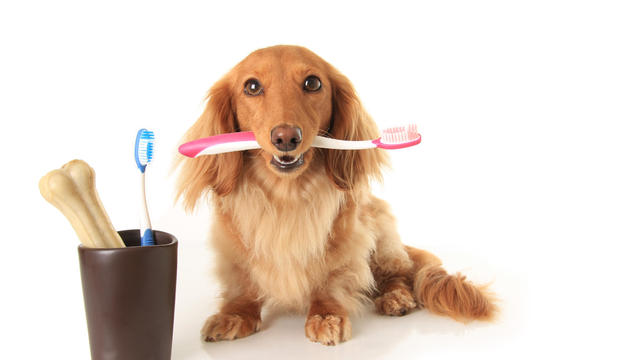 which-pet-insurance-covers-dental.jpg 