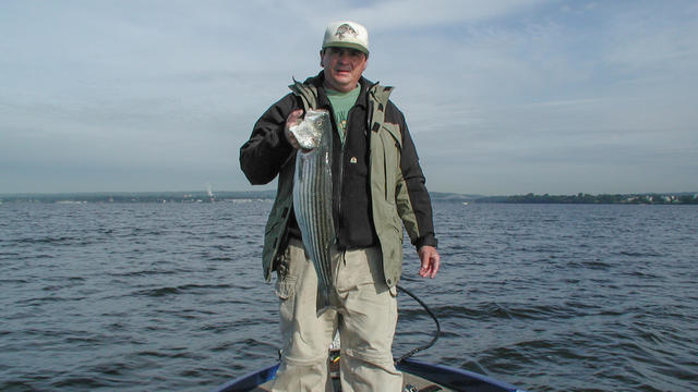 Chesapeake Bay Striped Bass fishermen showing a nice fish 