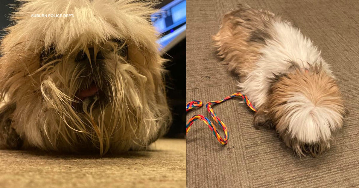 Person rescues lost dog reportedly being followed by coyote in Auburn