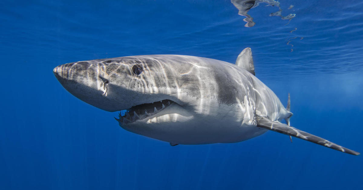 Shark sightings are up, along with ocean temperatures. Here's what to do if  you encounter a shark.