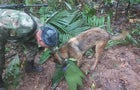 A soldier and a dog take part in a search operation for child survivors from a Cessna 206 plane that had crashed in the jungle more than two weeks ago, in Caqueta 
