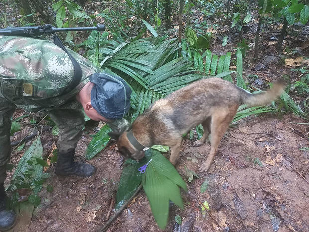 A soldier and a dog take part in a search operation for child survivors from a Cessna 206 plane that had crashed in the jungle more than two weeks ago, in Caqueta 