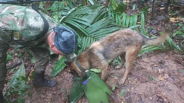 A soldier and a dog take part in a search operation for child survivors from a Cessna 206 plane that had crashed in the jungle more than two weeks ago, in Caqueta 