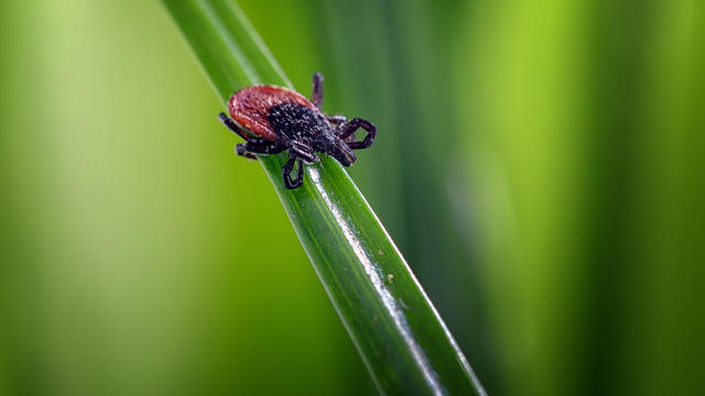 Encephalitis Tick Insect Crawling on Grass. Lyme Borreliosis Disease, Encephalitis, DTV or Powassan Virus Infectious Dermacentor Tick Arachnid Parasite Macro. 