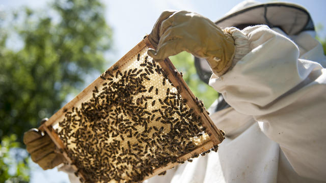 Beekeeper inspecting her beehives 