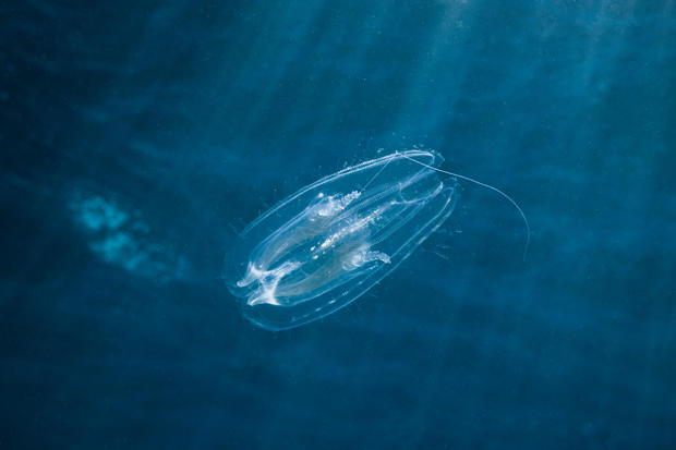 Comb Jellyfish in the Red Sea, Egypt 