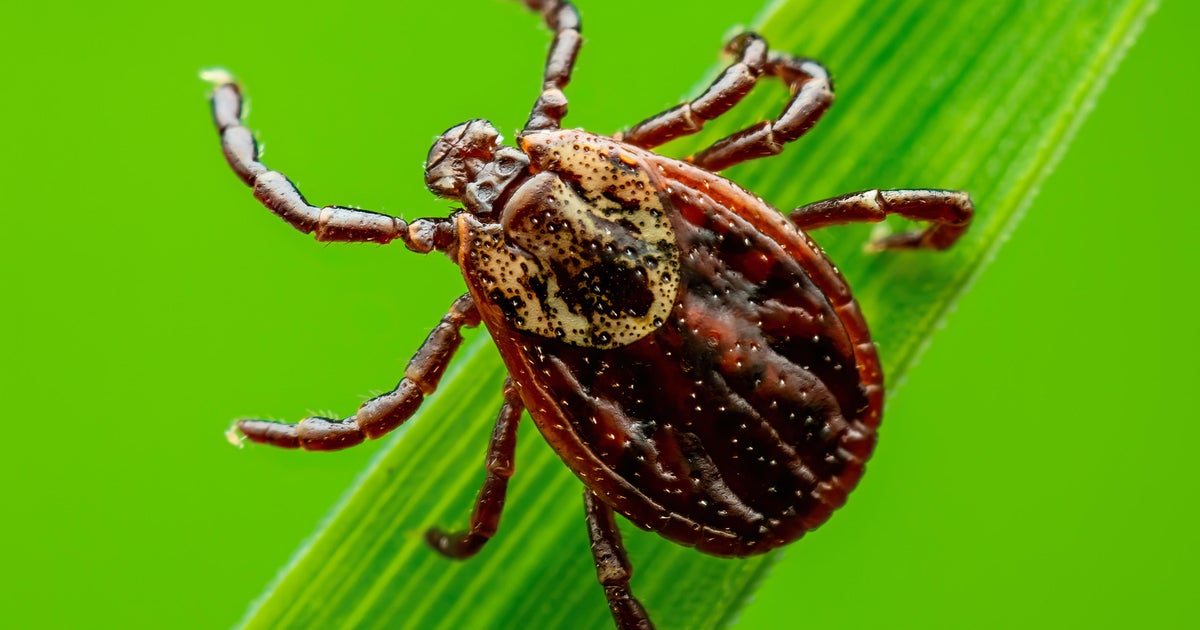 Maine officials confirm first Powassan virus death of 2023