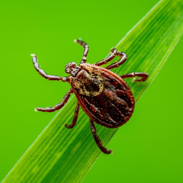 Encephalitis Tick Insect Crawling on Grass. Lyme Borreliosis Disease, Encephalitis, DTV or Powassan Virus Infectious Dermacentor Tick Arachnid Parasite Macro. 