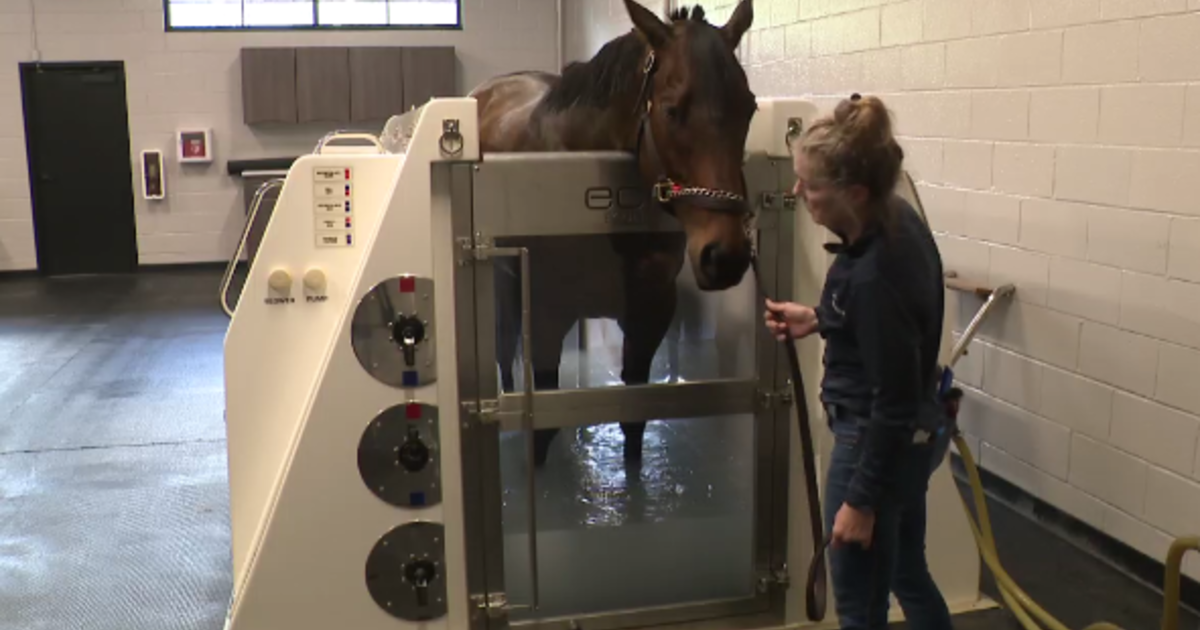 Where do champion horses relax in Maryland? A horse spa, of course ...