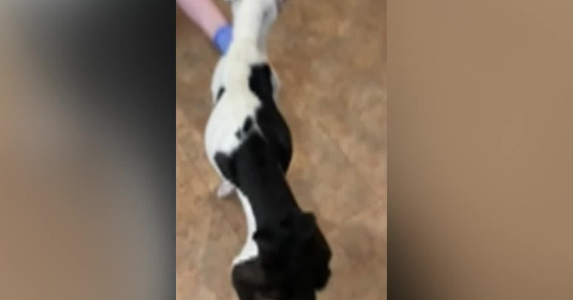 Emaciated dog rescued from side of road in Westmoreland County - CBS ...