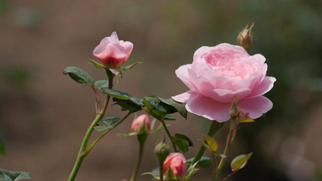 roses1920-1986220-640x360.jpg 