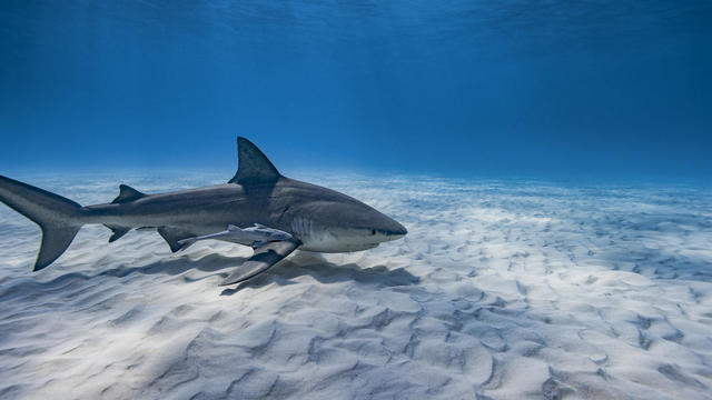 Bull shark swimming on a sandy bottom 