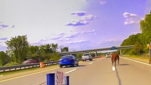 Wranglers capture runaway cow on I-75 in Oakland County 