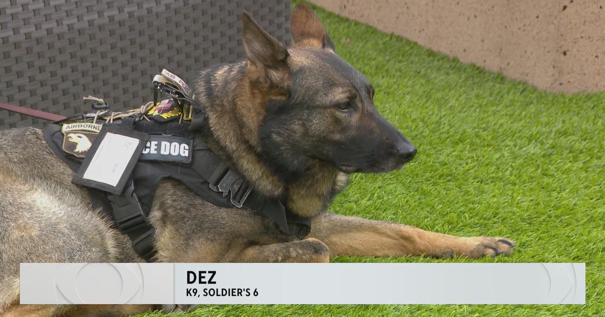 Soldier's 6 trains dogs to make a difference - CBS Minnesota