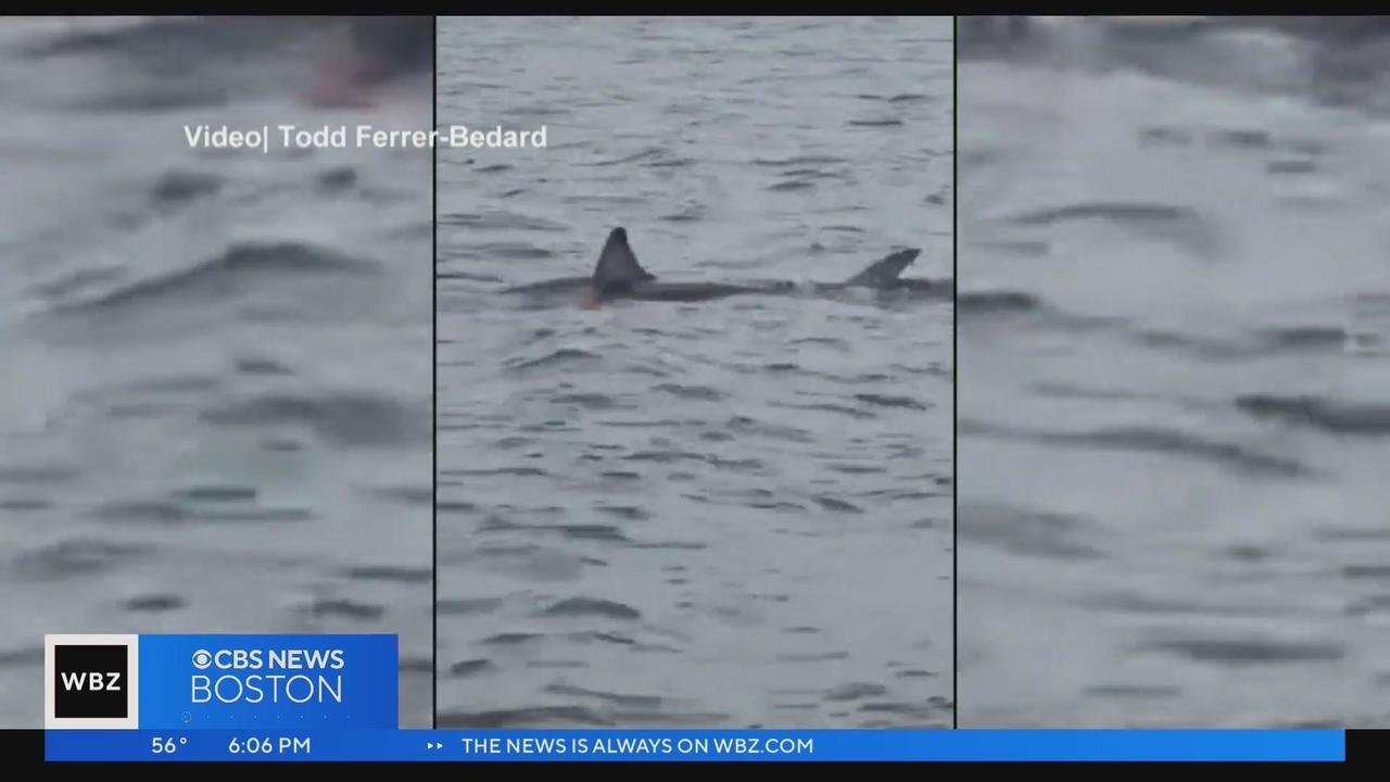 Maine Shark Attack: Expert Explains What Led to Fatal Great White